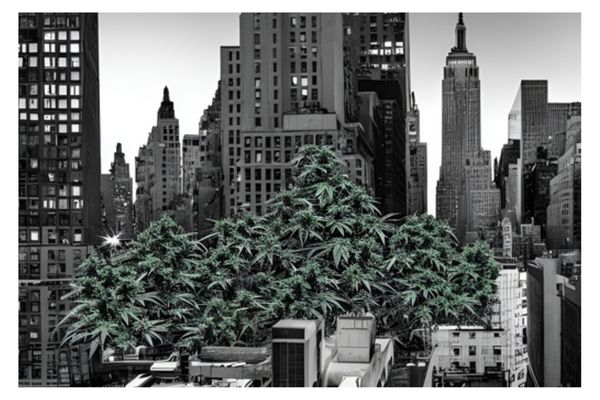 weed-in-ny-fifth